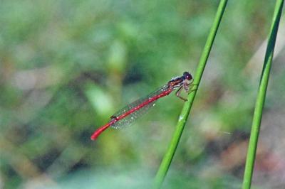 Ceriagrion tenellum