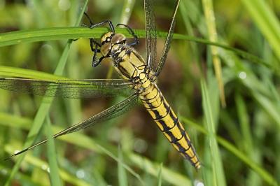 Orthetrum cancellatum