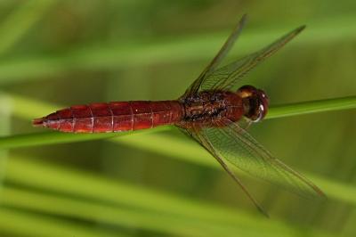 Crocothemis erythraea