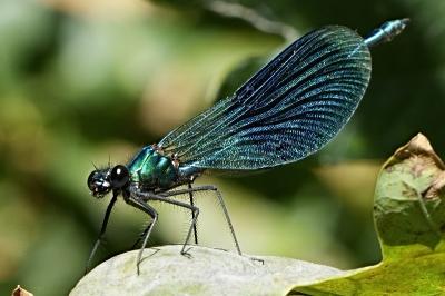 Calopteryx splendens
