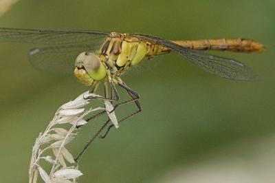 Sympetrum meridionale