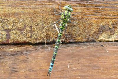 Aeshna cyanea