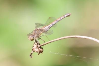 Sympetrum striolatum