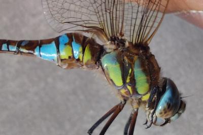 Aeshna mixta