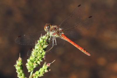 <i>Sympetrum striolatum</i>