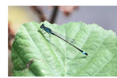 <i>Ischnura elegans</i>