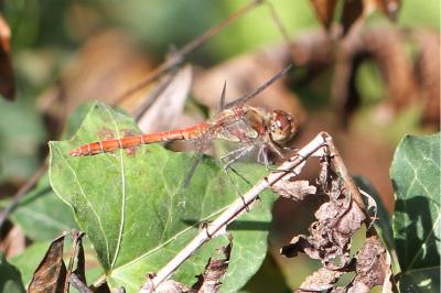 <i>Sympetrum striolatum</i>