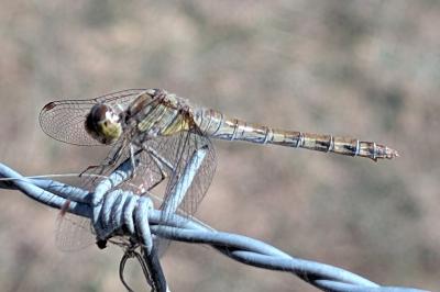 <i>Sympetrum striolatum</i>