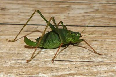 Leptophyes punctatissima
