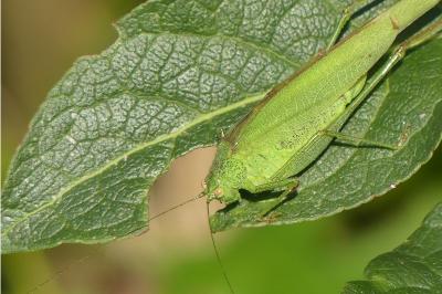 Phaneroptera nana
