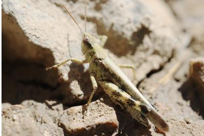 Epacromius tergestinus