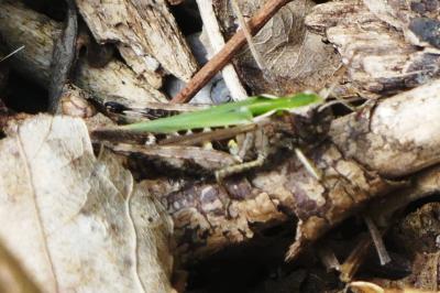 Omocestus rufipes