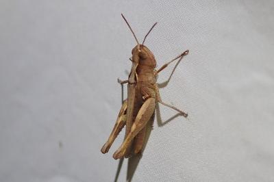 Gomphocerippus vagans