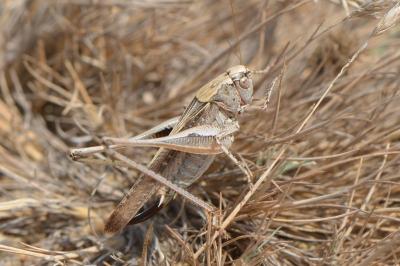 Platycleis intermedia