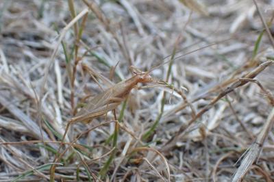 Oecanthus pellucens