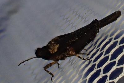 <i>Tetrix ceperoi</i>