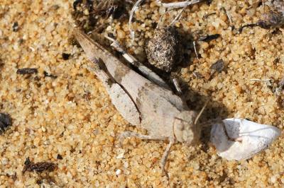 <i>Oedipoda caerulescens</i>
