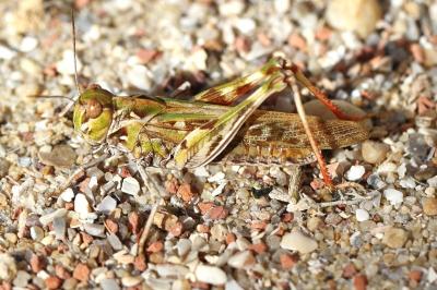 <i>Oedaleus decorus</i>