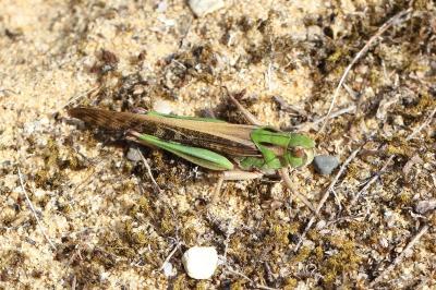 <i>Locusta migratoria</i>