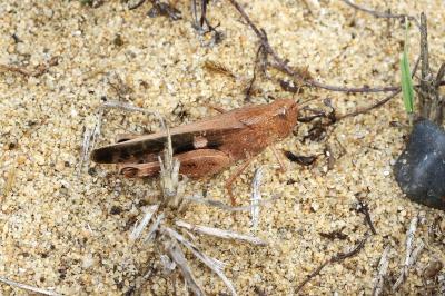 <i>Aiolopus strepens</i>