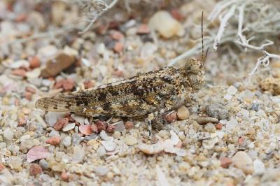 <i>Sphingonotus caerulans</i>