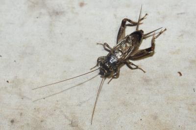 <i>Eumodicogryllus bordigalensis</i>