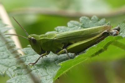 <i>Chorthippus dorsatus</i>