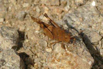 <i>Oedipoda caerulescens</i>