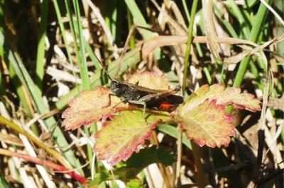 <i>Omocestus rufipes</i>