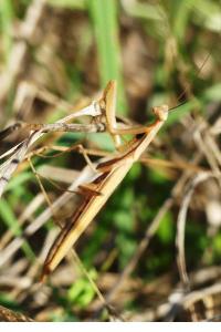 <i>Mantis religiosa</i>
