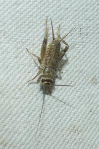 <i>Eumodicogryllus bordigalensis</i>