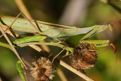 <i>Mantis religiosa</i>