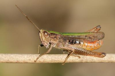 <i>Chorthippus dorsatus</i>