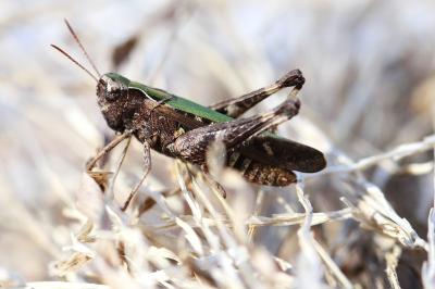 <i>Omocestus rufipes</i>