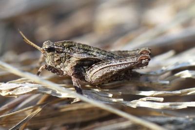<i>Tetrix undulata</i>