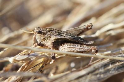 <i>Tetrix undulata</i>