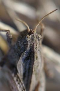 <i>Tetrix undulata</i>