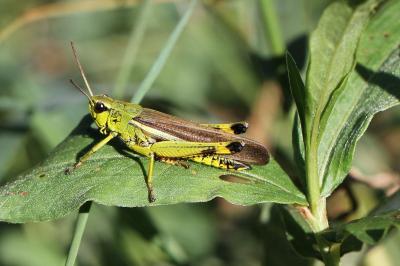 <i>Stethophyma grossum</i>