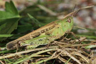 <i>Aiolopus thalassinus</i>
