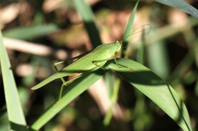 <i>Phaneroptera falcata</i>