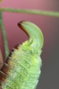 <i>Phaneroptera falcata</i>