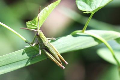 <i>Chorthippus dorsatus</i>