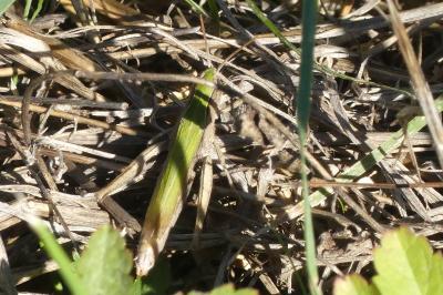 <i>Chorthippus dorsatus</i>