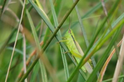 Mecostethus parapleurus