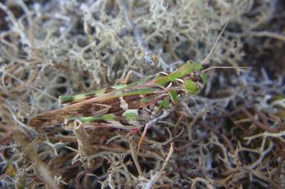 <i>Oedaleus decorus</i>