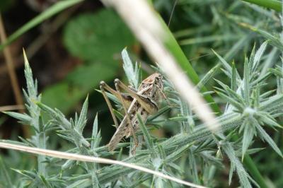 Platycleis affinis