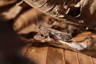 Aiolopus strepens