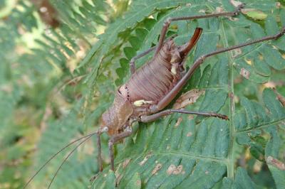Uromenus rugosicollis