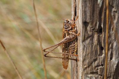 Decticus albifrons