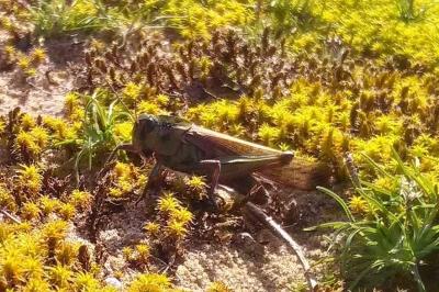 Locusta migratoria